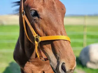 Knabstrupper hoppeføl 