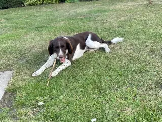 Kleiner münsterländer 17 mdr.