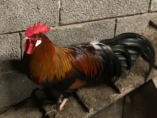 Rugeæg 