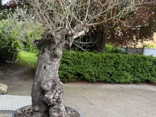 Oliventræ sælges