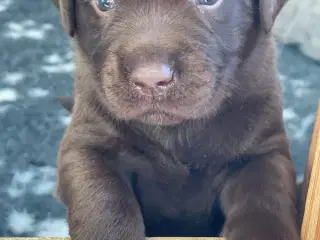 Brune labrador hvalpe