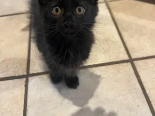 Main coon killing