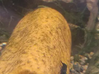Neocaridina davidi - Blå reje