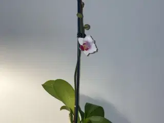 Orkidé + krukke