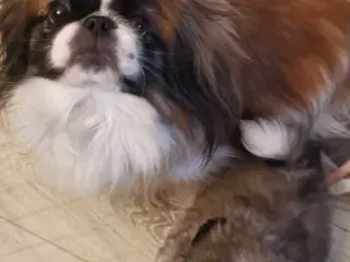 2 ægte pekingeser piger sælges