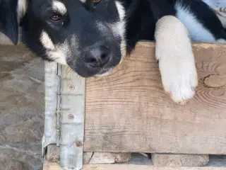 Smukkeste Apollo søger sit 4ever hjem