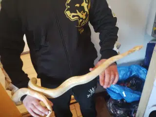 Slanger med terrarie sælges