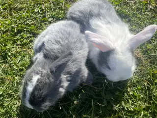 🐰 Dværgvædder Kaninunger til salg 🐰