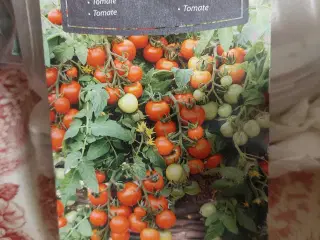 Tomat Busk