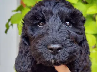 cockerdoodle, cockerpoo, doodle