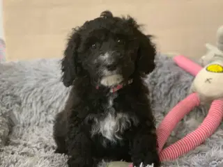 Maltipoo babyer er rejse klar nu 