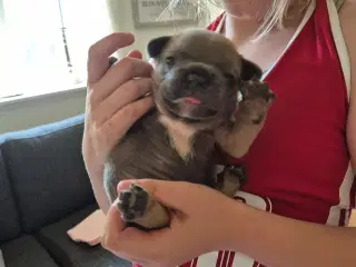 Fransk Bulldog hvalp