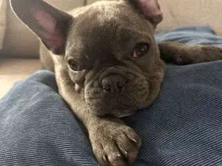 Fransk bulldog 