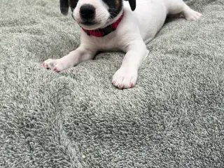 Dansk/ svensk gårdhund-Boston terrier 