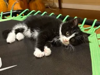 Sød og legesyg killing 