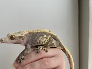 Kronegekko 