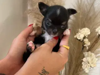 Chihuahua hvalpe 