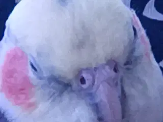 Nymfe parakit 