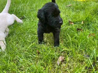 Goldendoodle hvalpe  