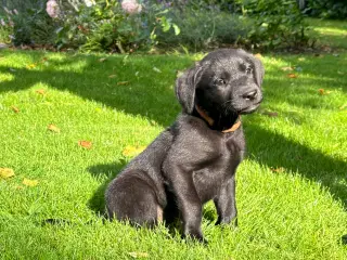  lækre labrador hvalpe