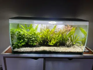 Fluval 123 ltr. Akvarium