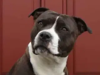 Staffordshire Bull terrie tæve 