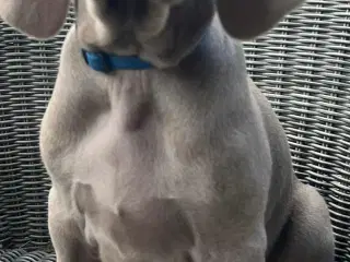 Weimaraner hvalpe 
