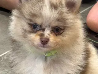 Danmarks’s Smukke  pomerania hvalpe 