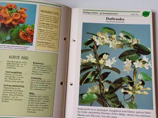 Mine stueplanter - håndbog i blomsterpasning.