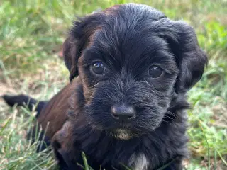 Bichon Havanais hvalpe