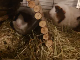 Marsvin søges søges