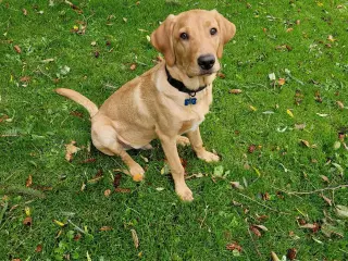 Red fox Jagtretriver med stamtavle.