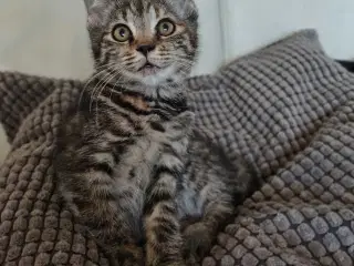 Main Coon Bla. 🐈