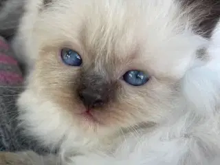 Munchkin ragdoll