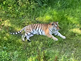 Billet, Knuthenborg Safaripark