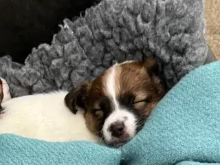 Jack Russell hvalp