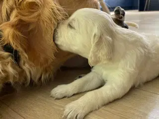 Golden Retriever hvalpe