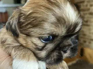 Shih Tzu hvalpe
