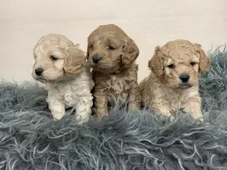 Amerikanske Cockerpoo babyer