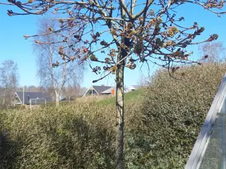 Kugleahorn opstammet ( Globesum )