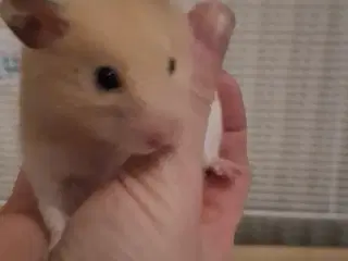 Den dejligste hamsterunge 