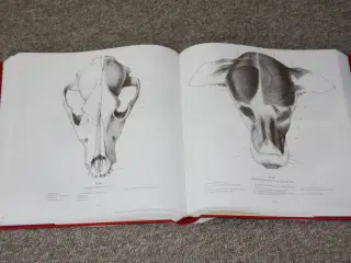Anatomisk Tegnelære Mennesker og Dyr