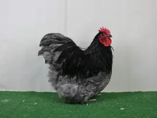 Dværg Orpington Blå