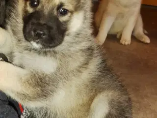 Alaskan m - tjekkiske ulveh.- chow chow - husky