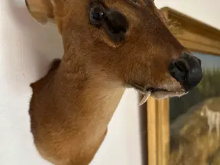 Muntjac + CWD 