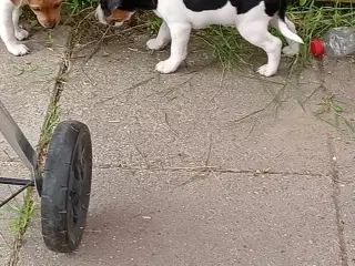 Dansk svensk gårdhunde hvalpe