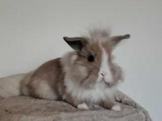 Indendøres Fri-Kaniner 🐰