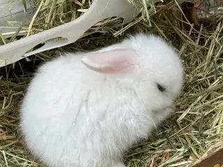 Minilop kanin unge