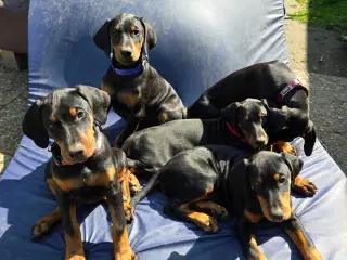 5 små renracede dobermann er kommet til verden d.0