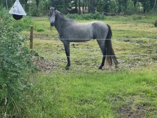 Projekt pony 
